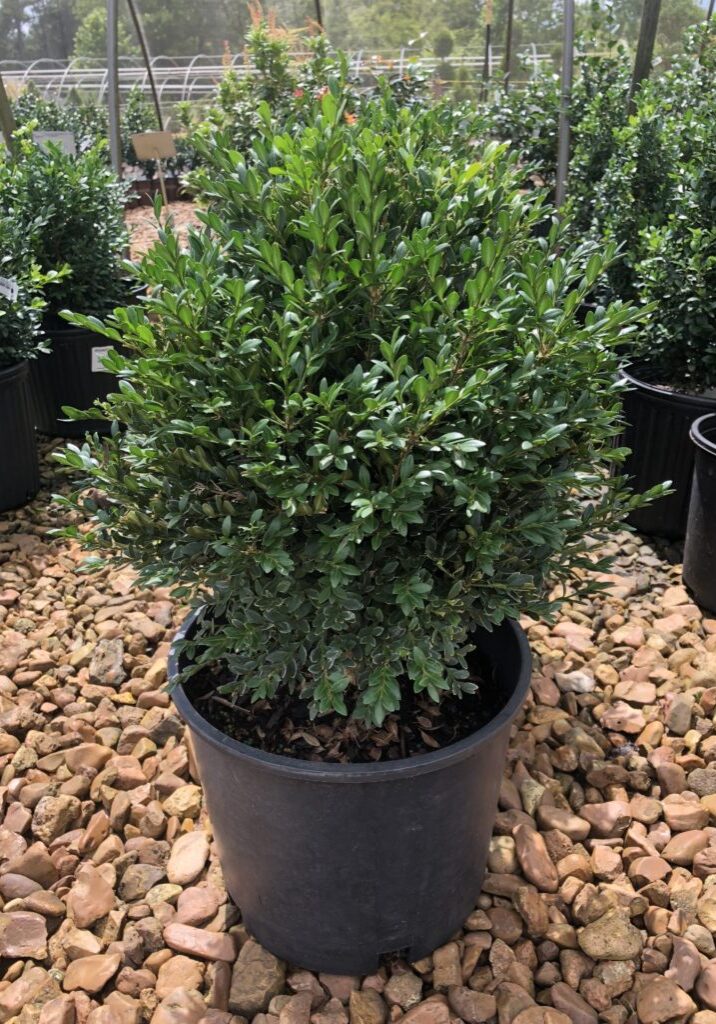 'Green Gem' Boxwood, 3g