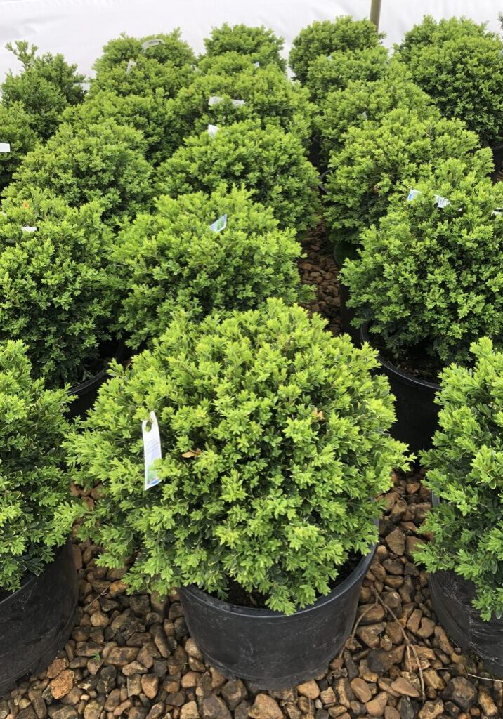 'Green Gem' Boxwood, 6g