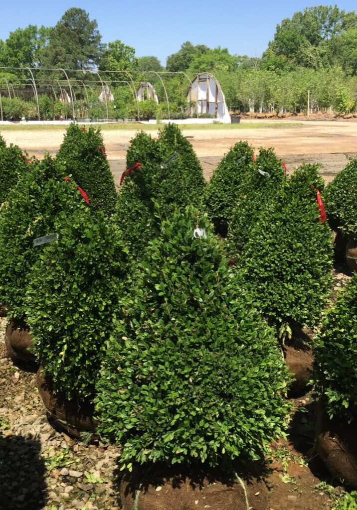 'Green Mountain' Boxwood