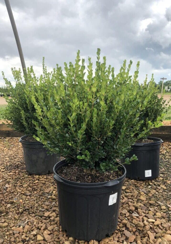 'Wintergreen' Boxwood