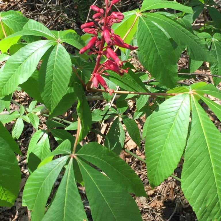 Dwarf Red Buckeye