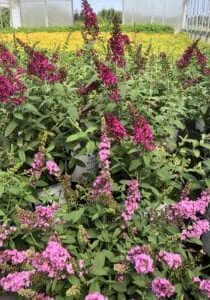 Butterfly Bushes