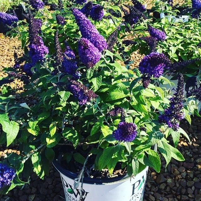 'Pugster Blue' Butterfly Bush