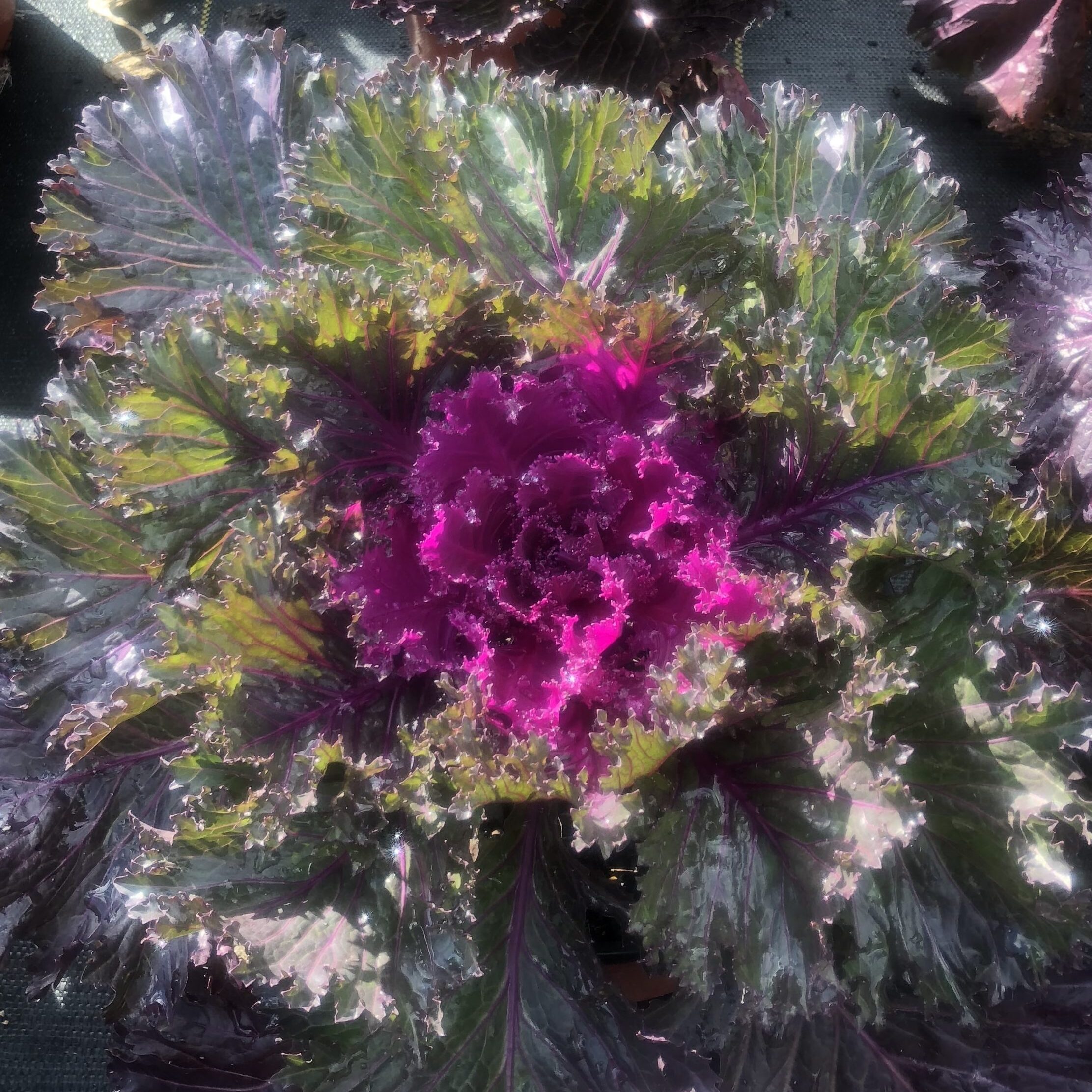 'Glamour Red' Cabbage