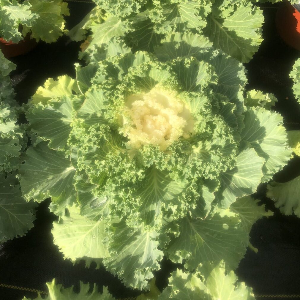 'Nagoya' White Cabbage