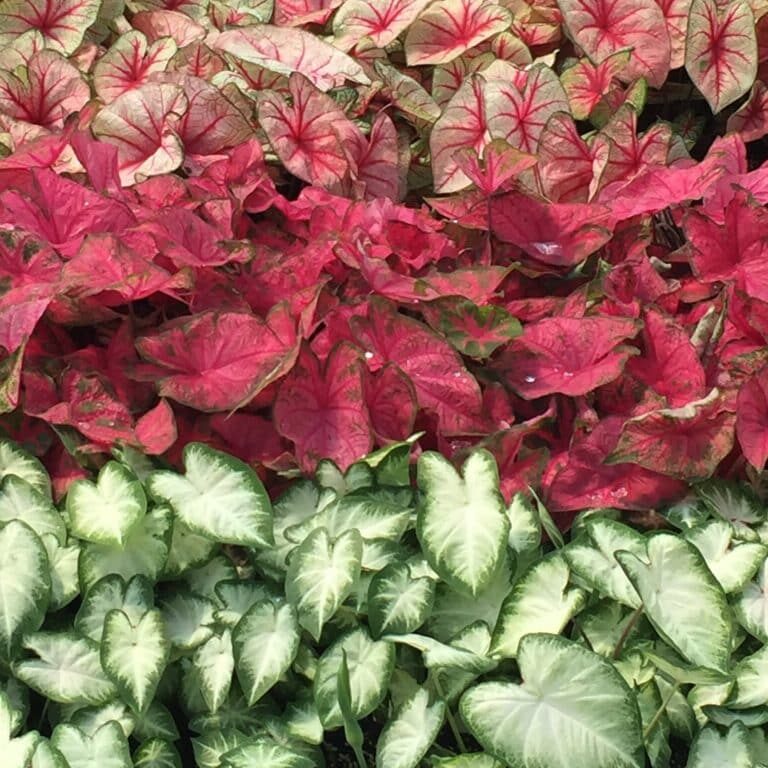 Caladiums