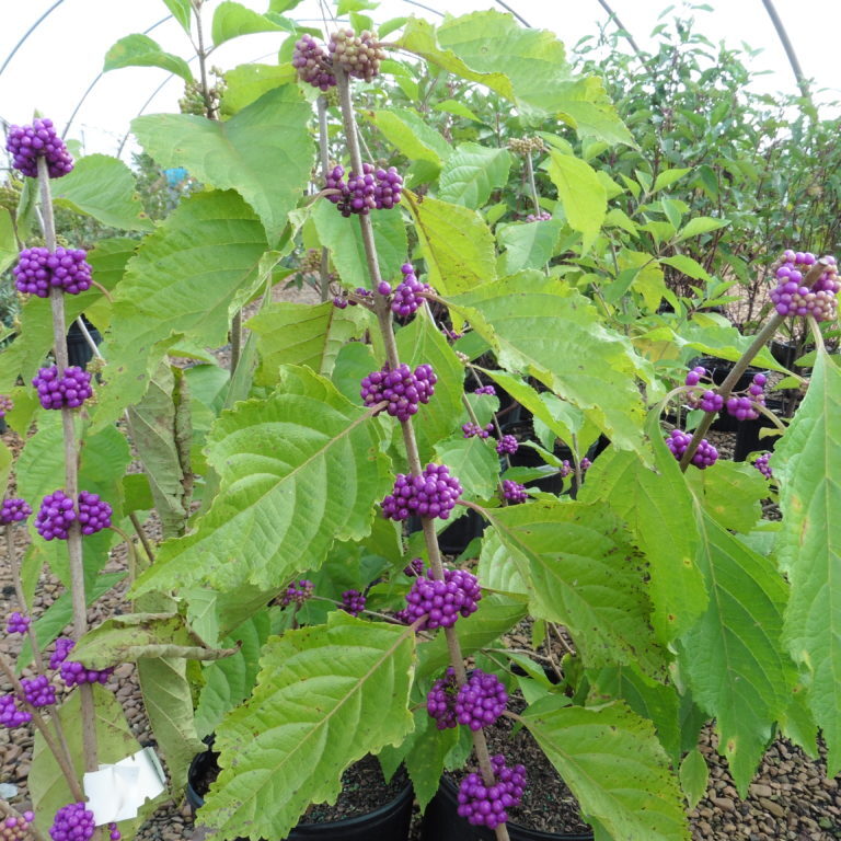 Native Beautyberry