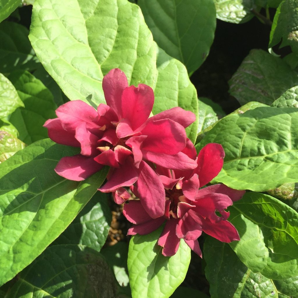 'Harlage Wine' Sweetshrub