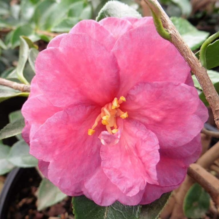 'Green's Blues' Camellia