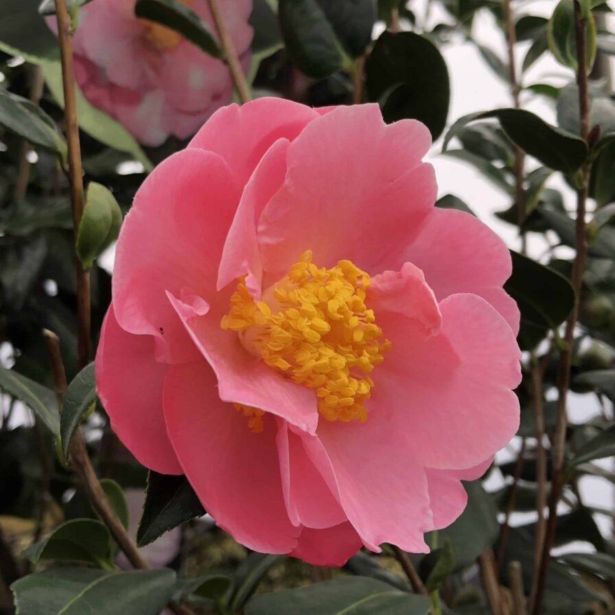 'Pink Icicle' Hybrid