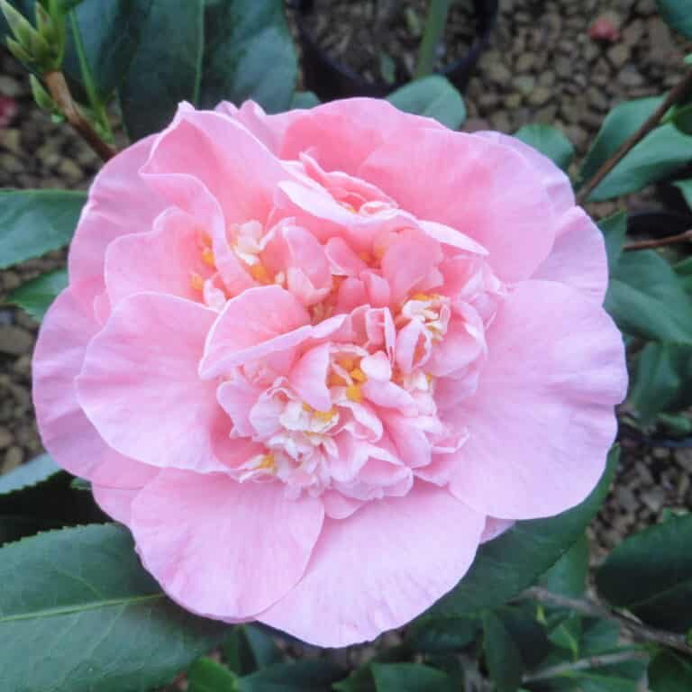 'Delores Edwards' C. jap.