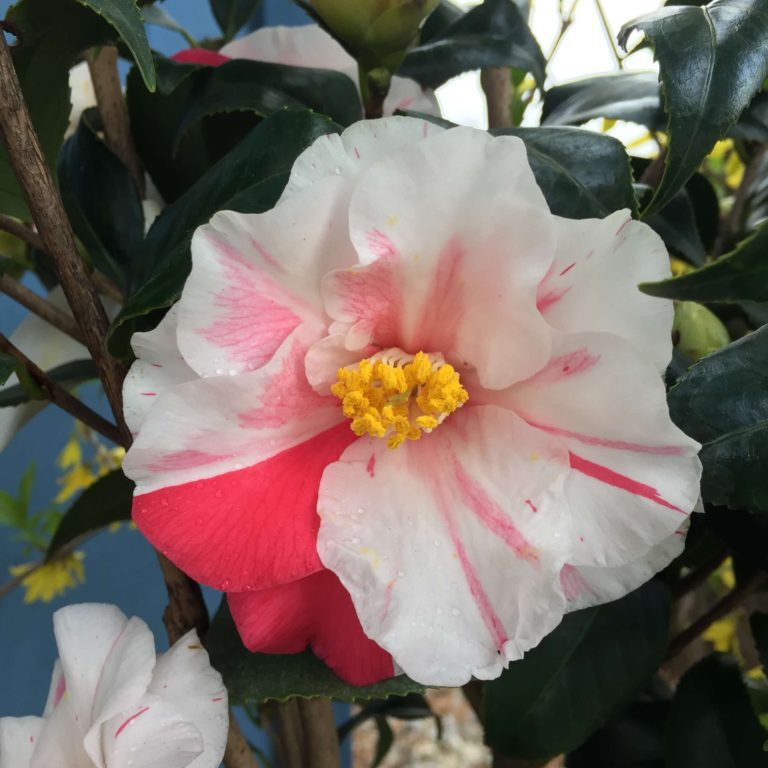 'Lady Vansittart' C. jap