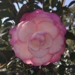 'Moonshadow' Camellia japonica