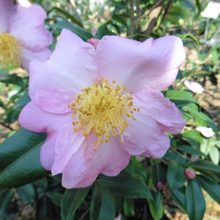 'Winter's Star' Hybrid