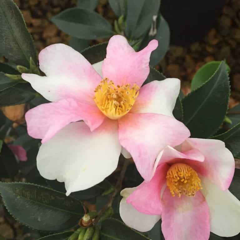 'Yume' Camellia Hybrid