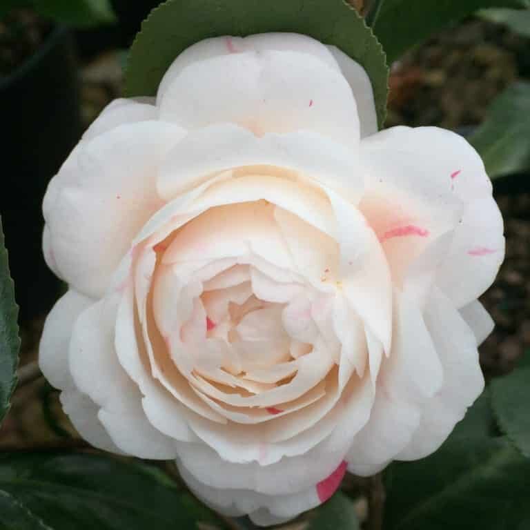 'April Dawn' C. jap.