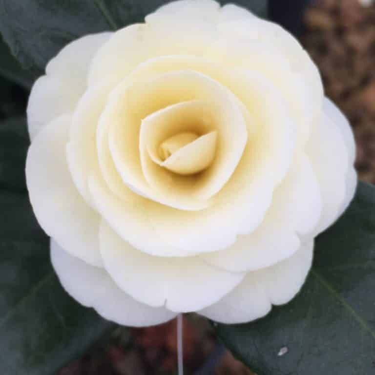 'Dahlonega' C. jap.