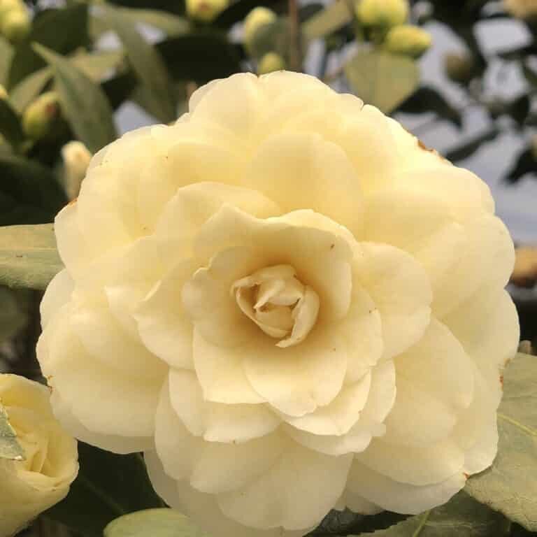 'Lemon Glow' C. jap.