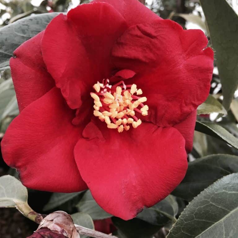 'Royal Velvet' C. jap.