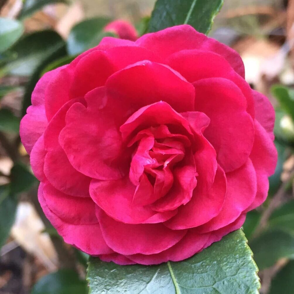 October Magic® Rose