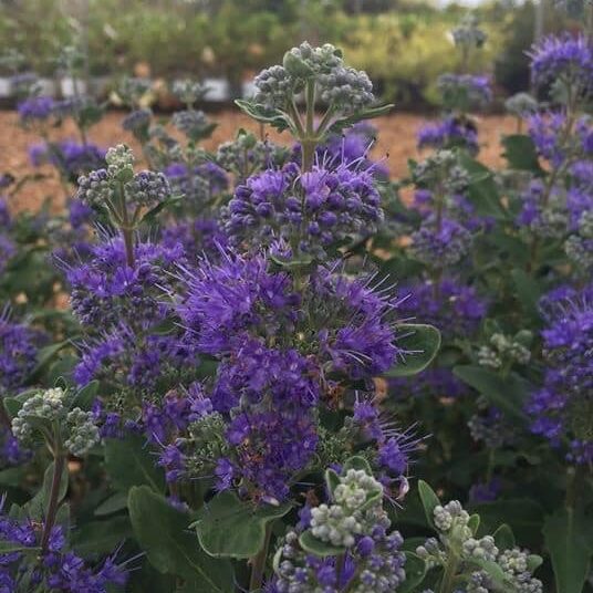 'Beyond Midnight' Caryopteris