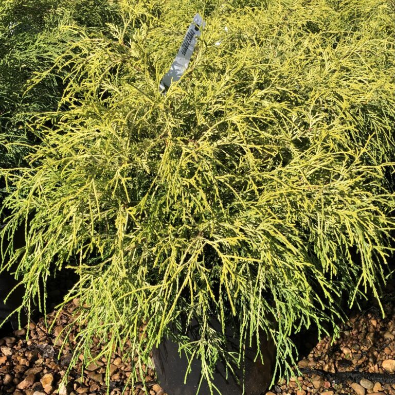 'Golden Mop' False Cypress, 3g