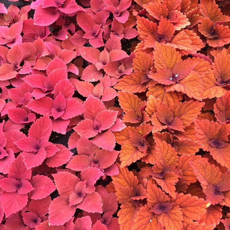 Coleus