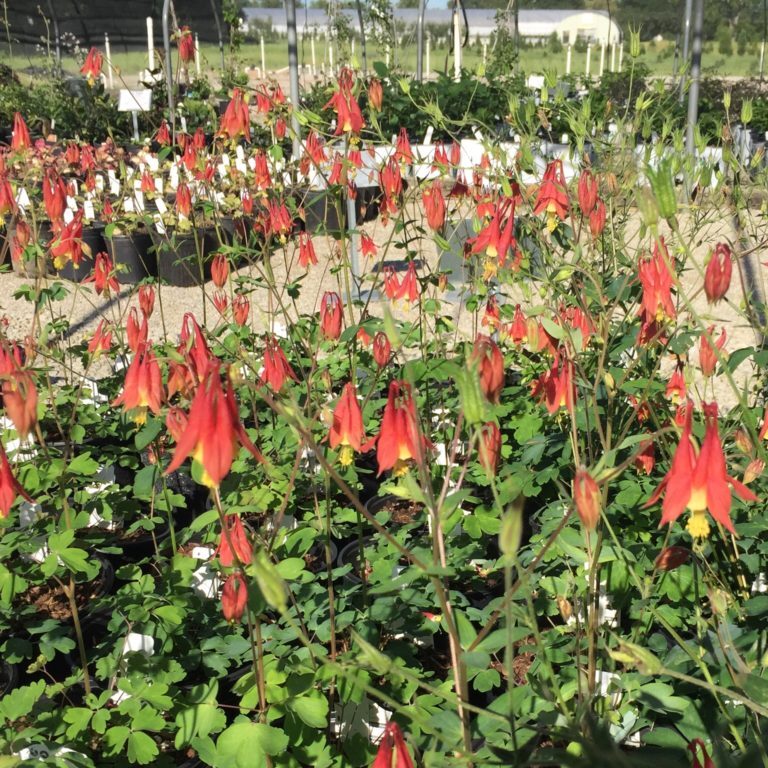 'Little Lanterns' Columbine