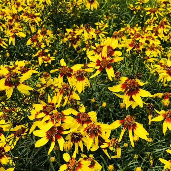 'Firefly' Coreopsis