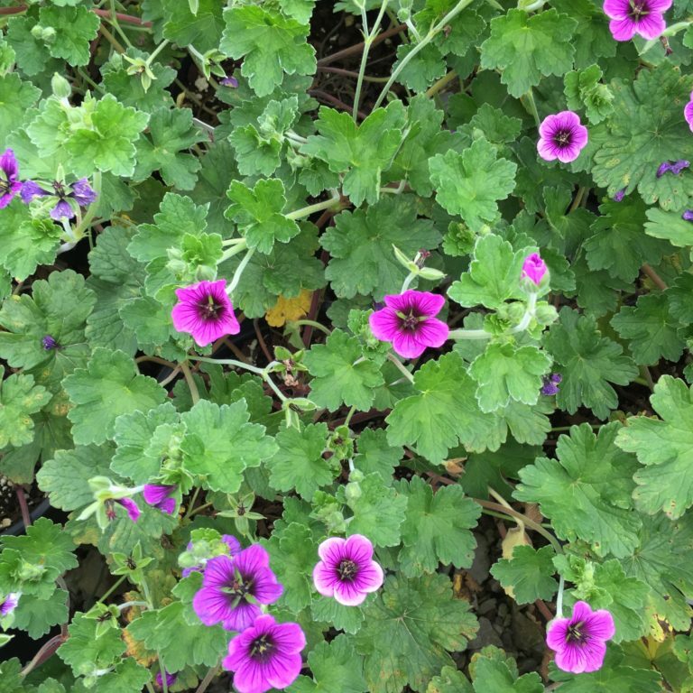 'Perfect Storm' Hardy Geranium