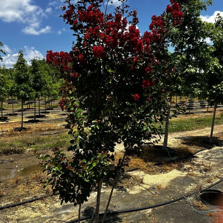 'Tuscarora' Crapemyrtle, 15g