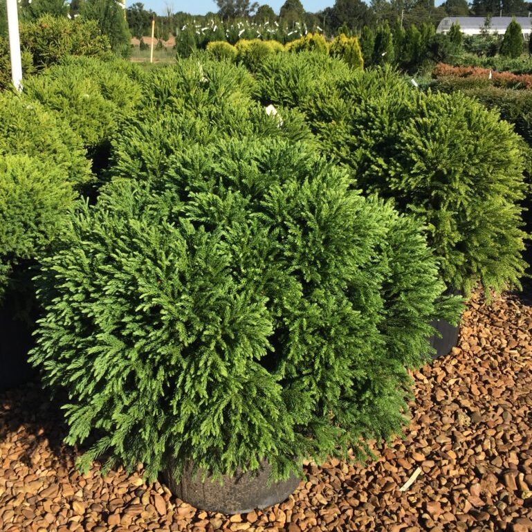 'Globosa Nana' Cryptomeria