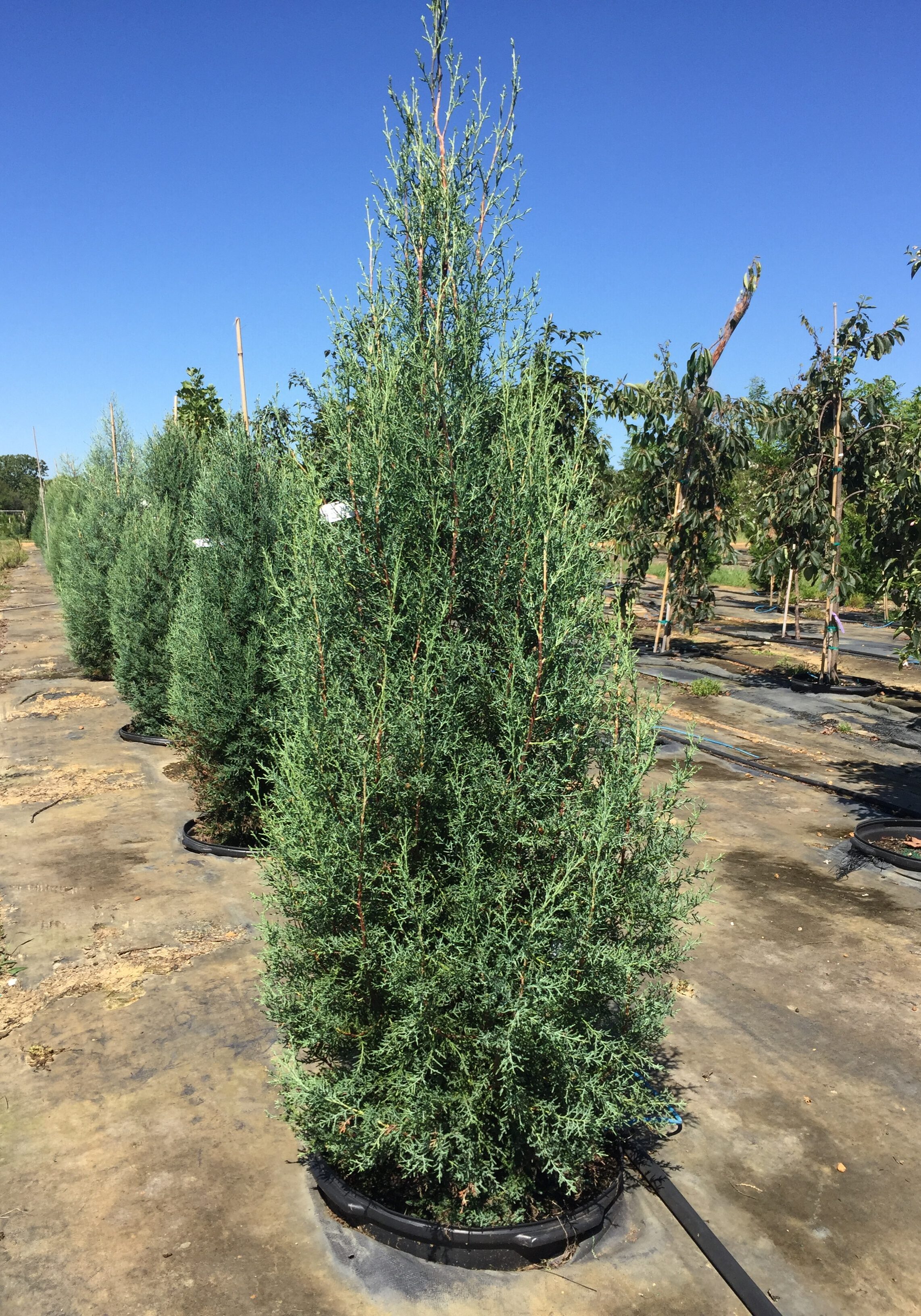 'Arizona Blue' Cypress