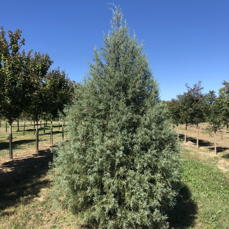 'Arizona Blue' Cypress