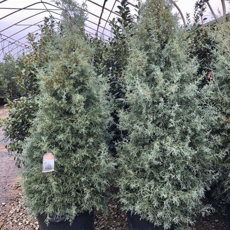 'Carolina Sapphire' Cypress, 15g