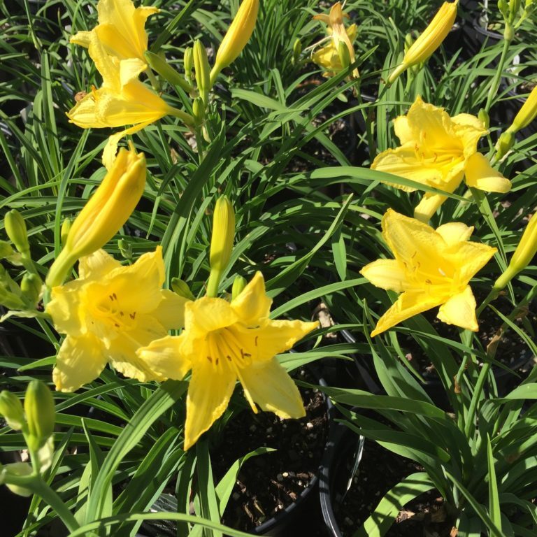 'Happy Returns' Daylily