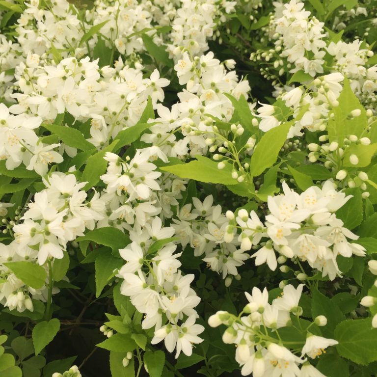 'Chardonnay Pearls' Deutzia