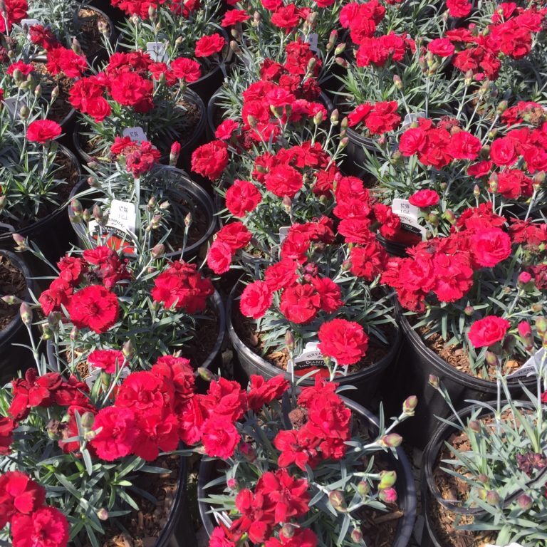 'Radiance Early Bird' Dianthus