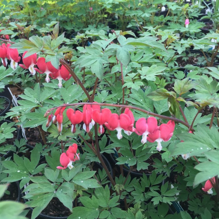 Bleeding Hearts 