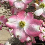 'Cherokee Brave' Native Dogwood