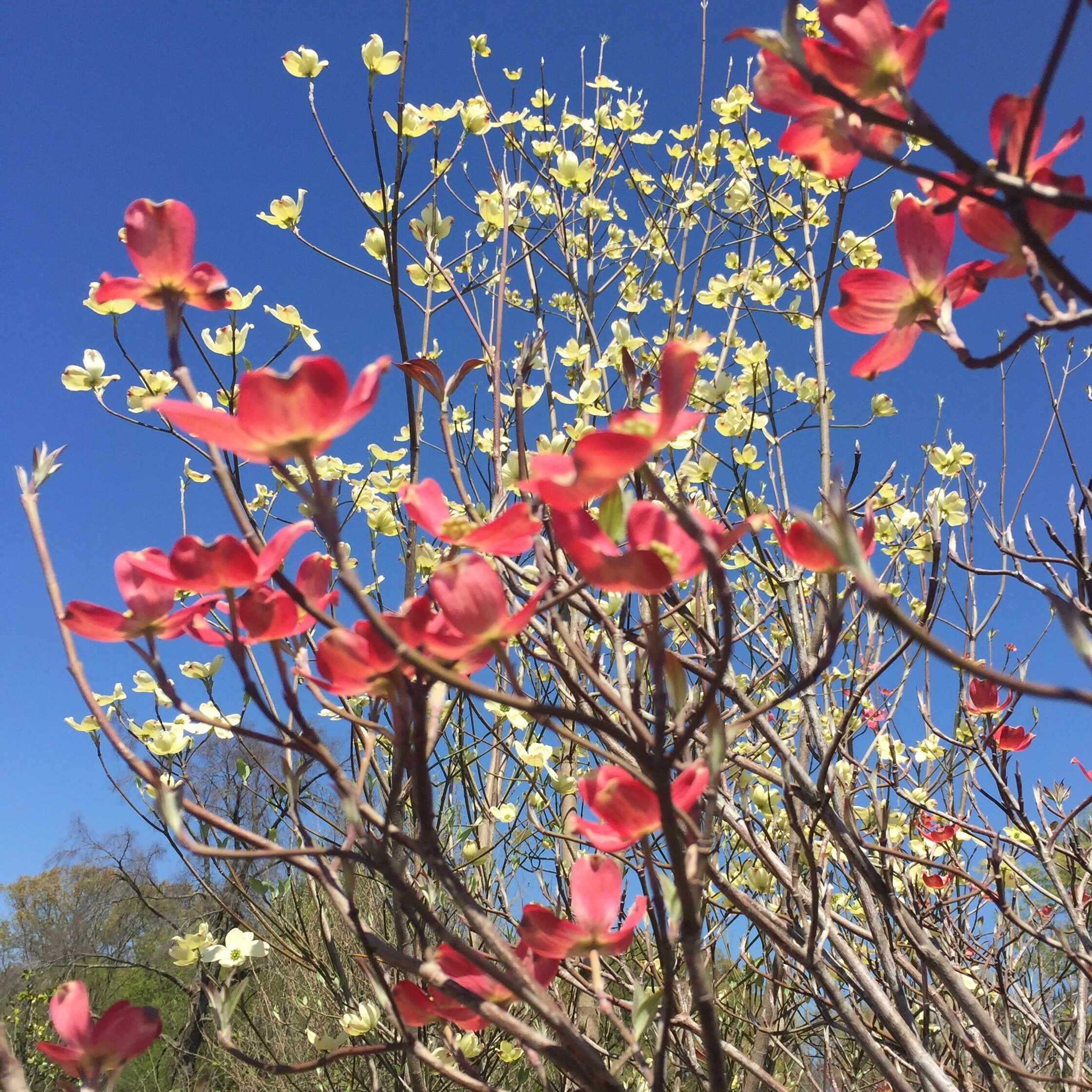 'Cherokee Chief' & 'Cloud 9' Native Dogwoods