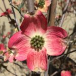 'Cherokee Chief' Native Dogwood