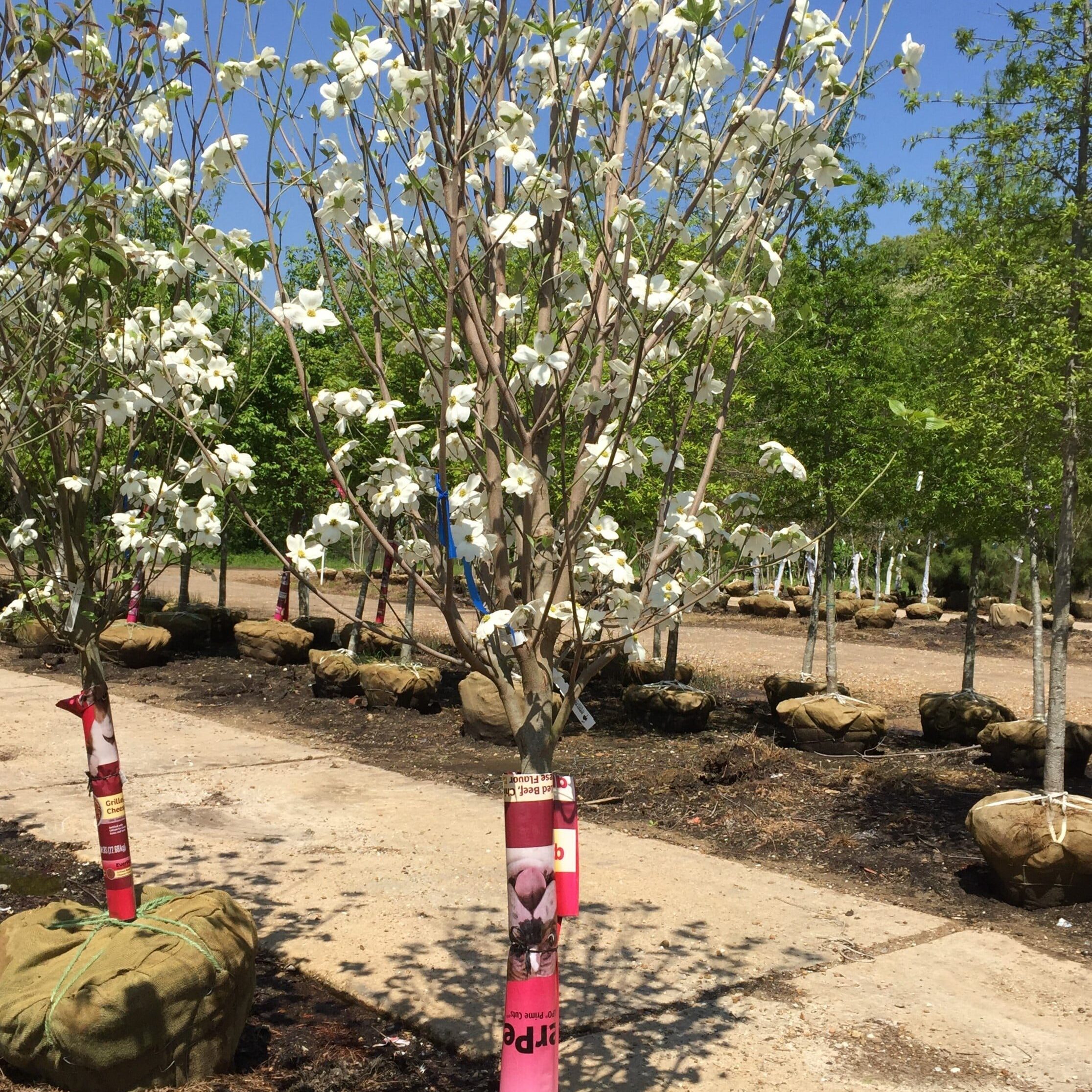 'Cherokee Princess' Native Dogwood (B&B)