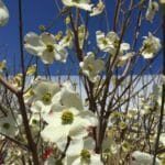 'Cloud 9' Native Dogwood 