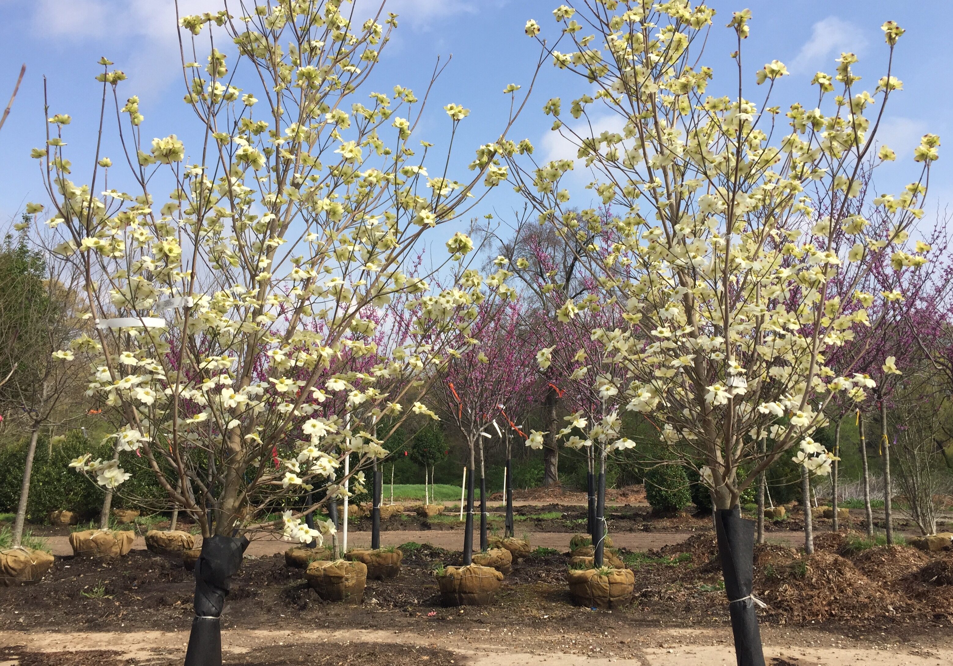 'Cloud 9' Dogwood