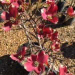 'Red Pygmy' Dogwood (7g)