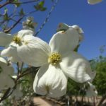 'Cherokee Princess' Native Dogwood