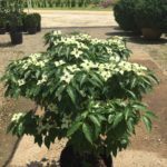 'Little Poncho' Dwarf Dogwood