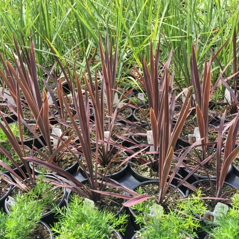 Dracaena & Cordyline