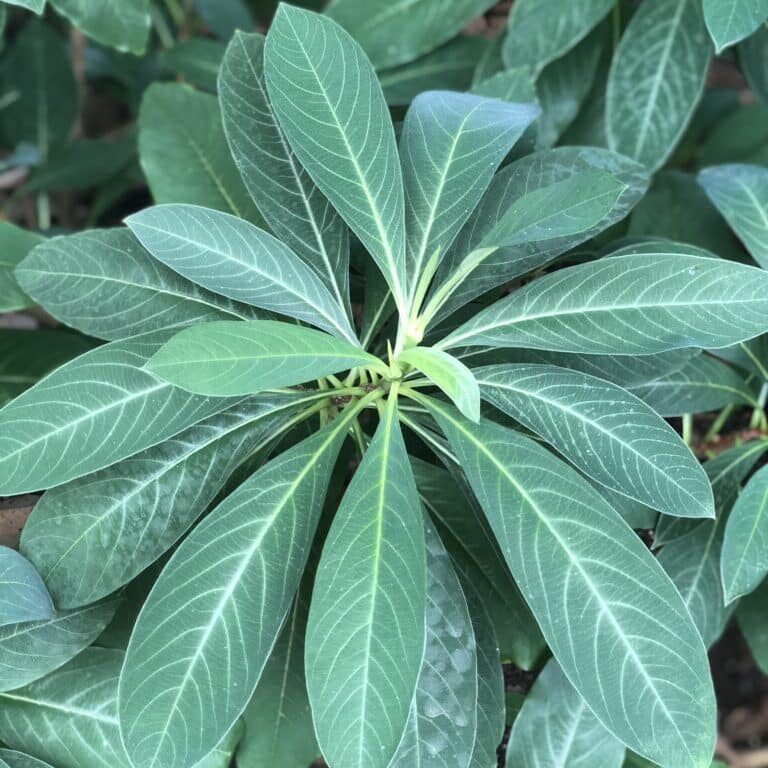 Edgeworthia Foliage